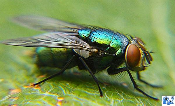 Green Bottle Fly